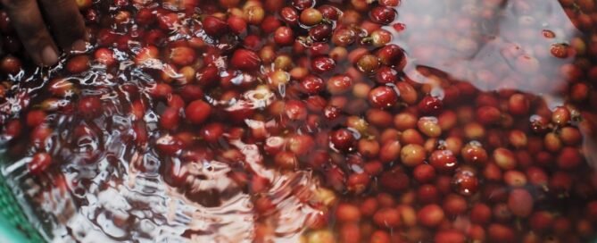 Is Crockett Decaf Coffee Processed by the Water Process?