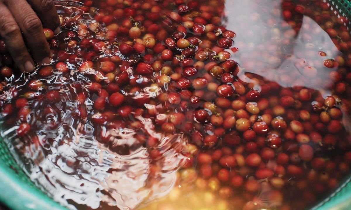 Is Crockett Decaf Coffee Processed by the Water Process?